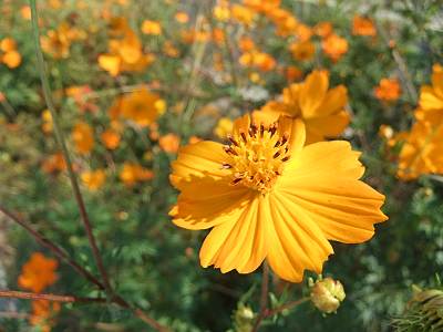 ��PROVIA