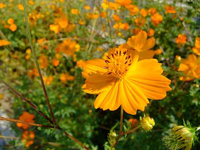 ��Velvia