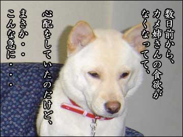 さよなら、カメ姉さん-3コマ