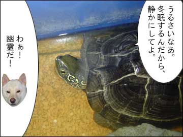 さよなら、カメ姉さん-6コマ