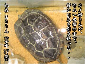 さよなら、カメ姉さん-2コマ