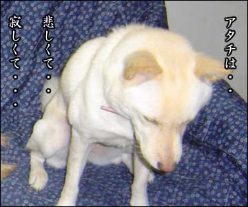 さよなら、カメ姉さん-4コマ