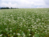 cf430151.JPG