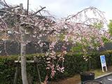 しだれ桜