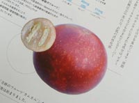 �����ȥޥ����դ��ȥ饤���륻�å�
