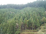 上勝杉2