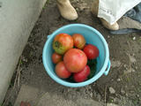 野菜