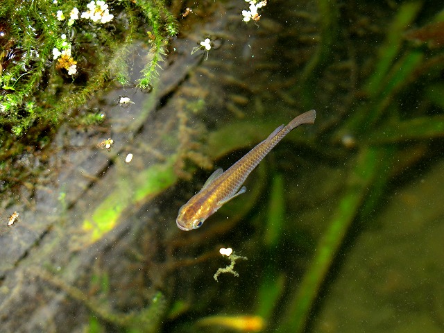 クロメダカの勇姿