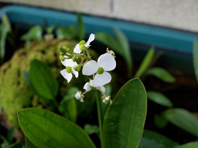 ナガバオモダカが開花したプラ船