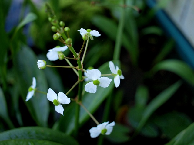 ナガバオモダカがまた開花
