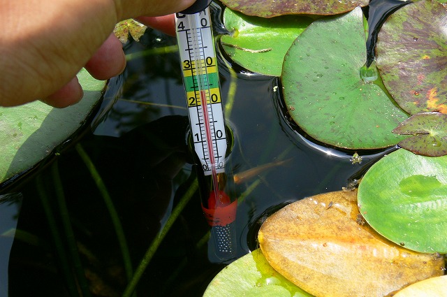 メダカ池は24℃