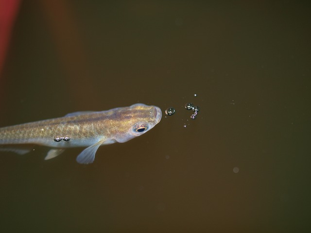 気泡を吐き出すクロメダカ