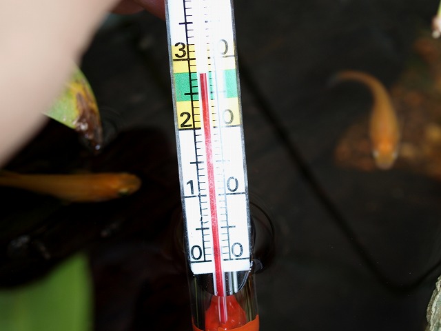 水温が28度