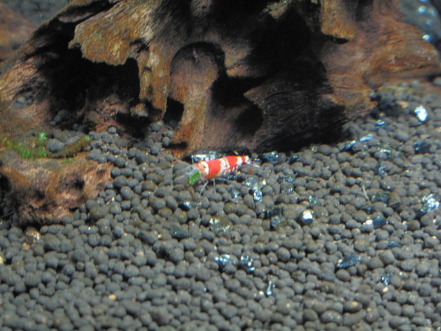 ほうれん草を食べるレッドビーシュリンプ