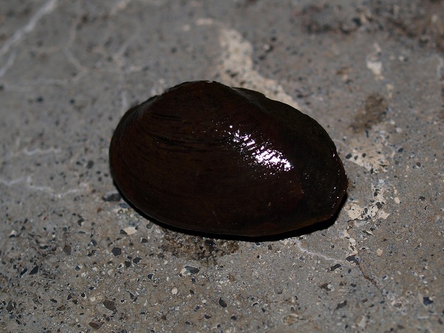 �ɥֳ�