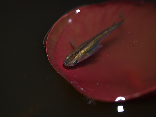 クロメダカ