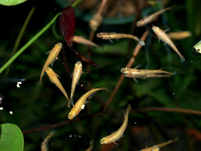 メダカたちの乱舞1