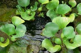 メダカ池にはいつも水が流入しています
