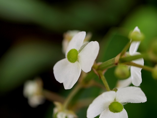 ナガバオモダカの花