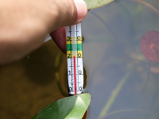 メダカ池の水温は21度