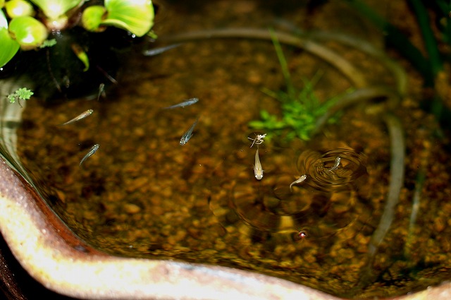 屋外の稚魚たち