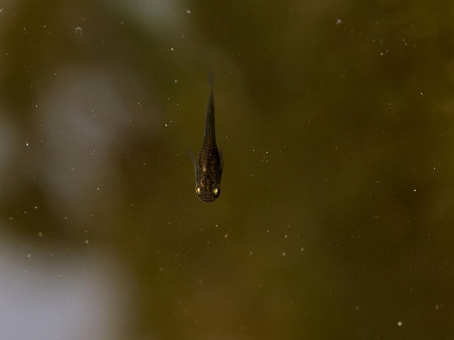 クロメダカの稚魚