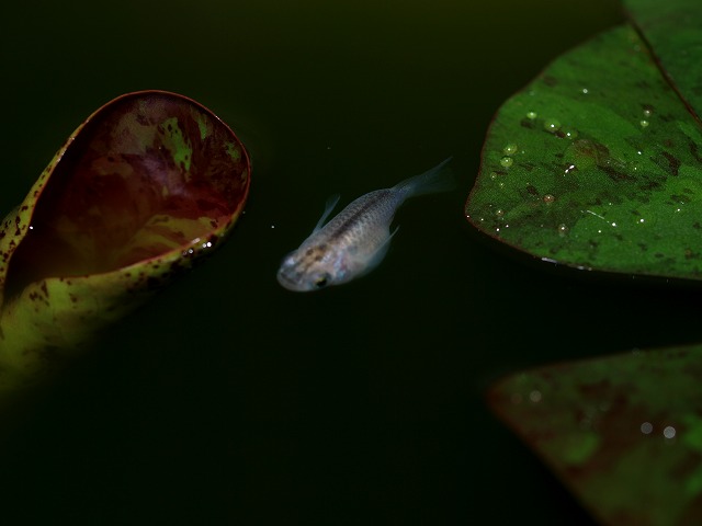 青水とダルマ