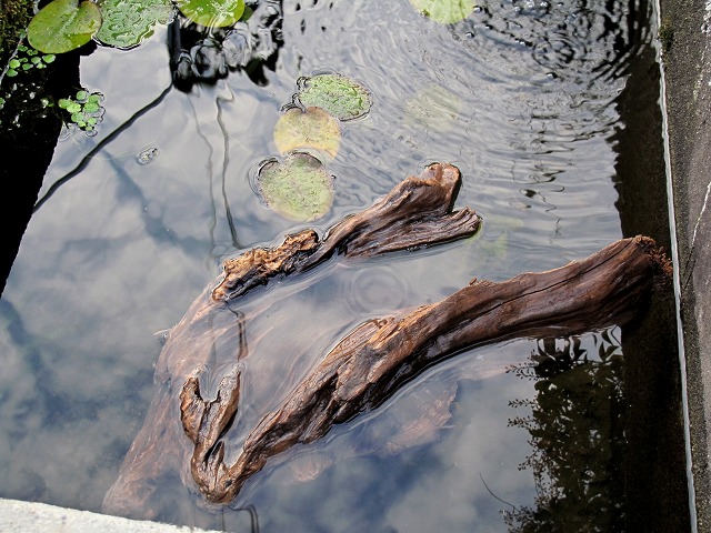 水に浮いた流木