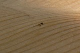 臍嚢(さいのう)を付けたメダカ(ちょっと不鮮明ですみません)