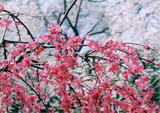 桃の花3