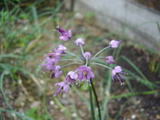 rakkyo1[1]