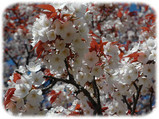 sakura