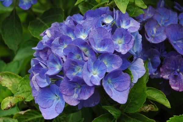 紫陽花レナータ600
