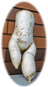 �纬