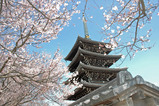 桜の香林寺
