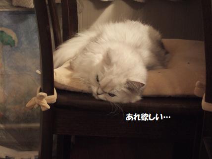 2009_0919みゅう0008