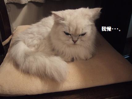 2009_0919みゅう0006