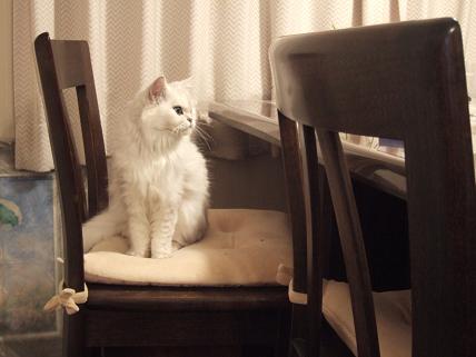 2009_0919みゅう0010