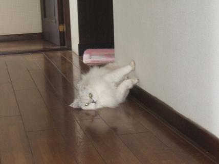 2009_0607みゅう0001
