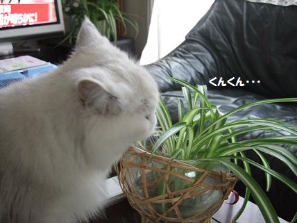 2009_0919みゅう0003