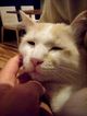 neko------------------------