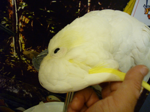 bird4