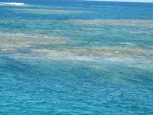 reef2