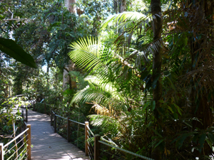 rainforest2
