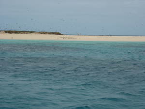 reef1