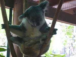 koala