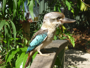 bird1