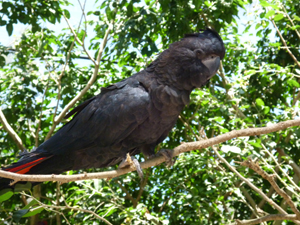 bird5