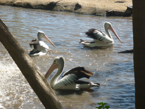 bird2