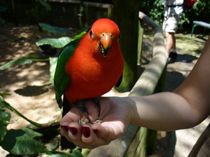 bird3